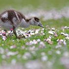 Die Gänseblümchen und das Federbällchen 