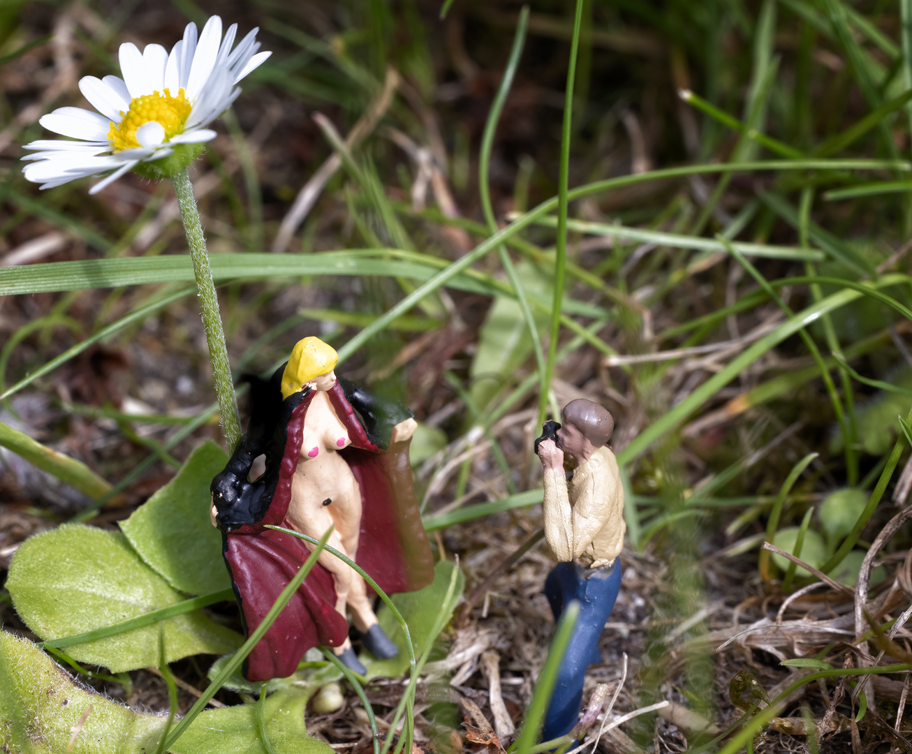 Die Gänseblümchen von unten besehen