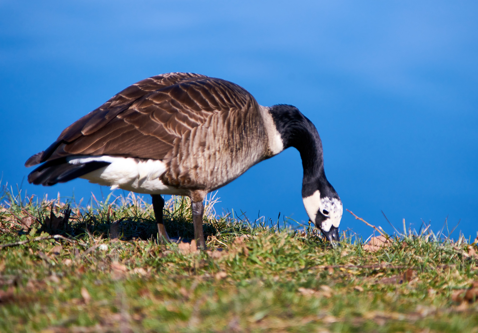 Die Gänsedame 