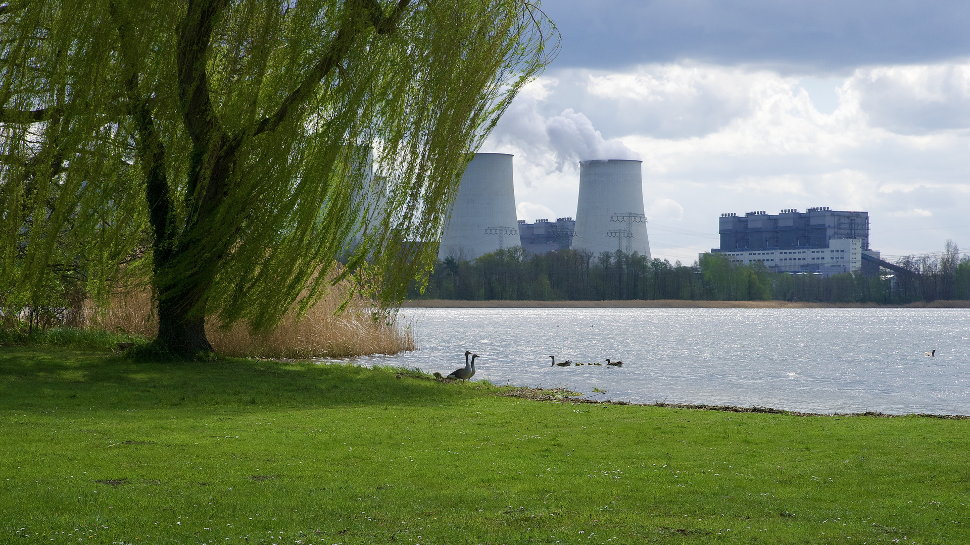 Die Gänsefamilien stört das Kraftwerk nicht