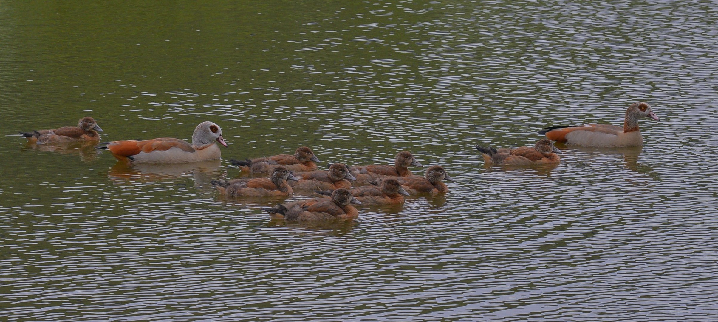 die Gänsekinder sind schon groß (los niños de los gansos ya están grandes)