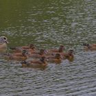 die Gänsekinder sind schon groß (los niños de los gansos ya están grandes)