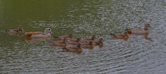 die Gänsekinder sind schon groß (los niños de los gansos ya están grandes)