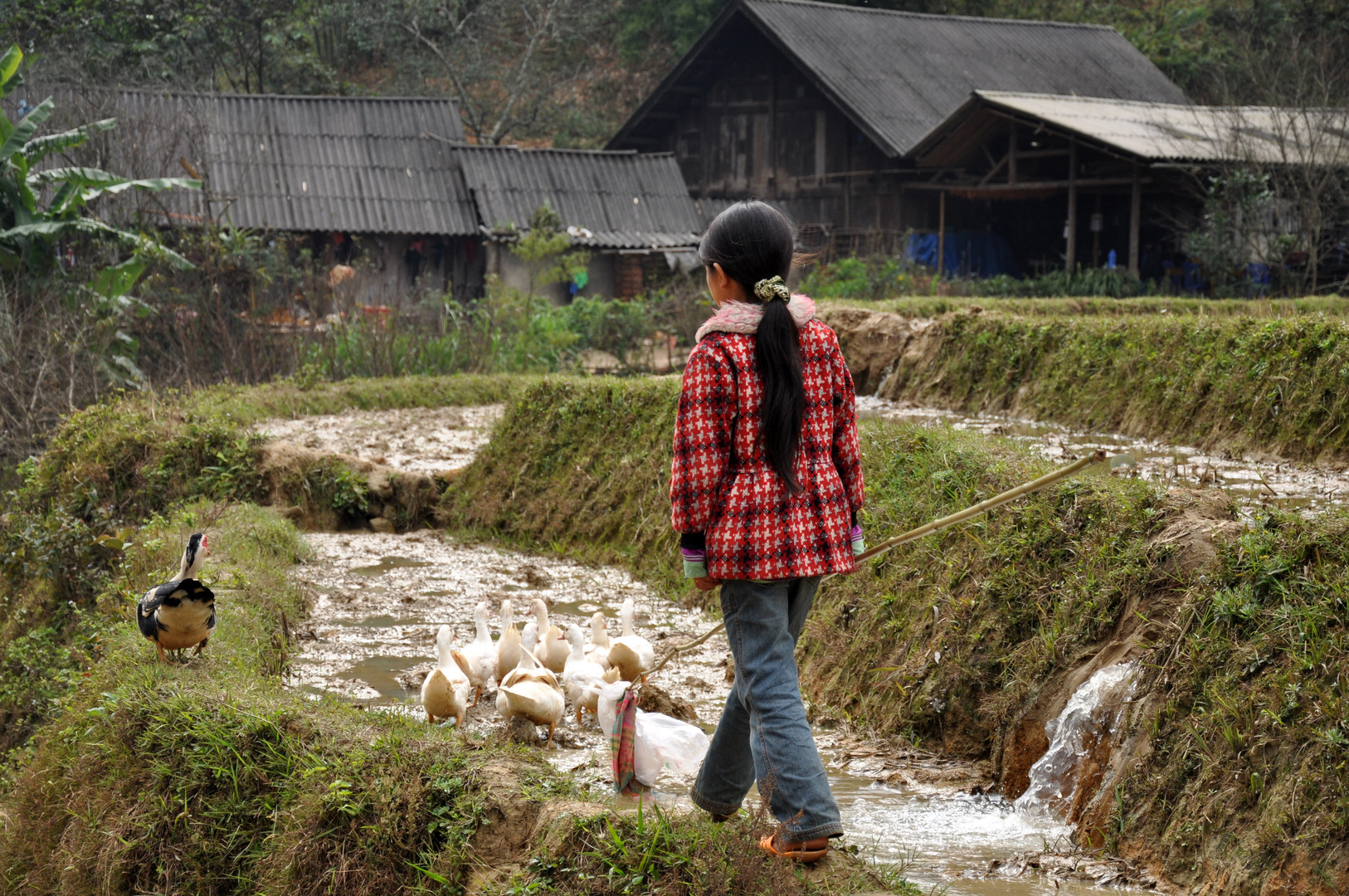 Die Gänsemagd oder "Alle meine Entchen" - Vietnam Sapa