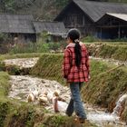 Die Gänsemagd oder "Alle meine Entchen" - Vietnam Sapa