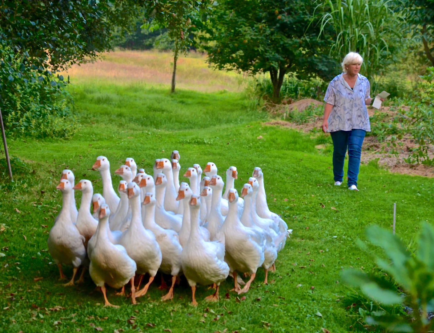 Die Gänsemama