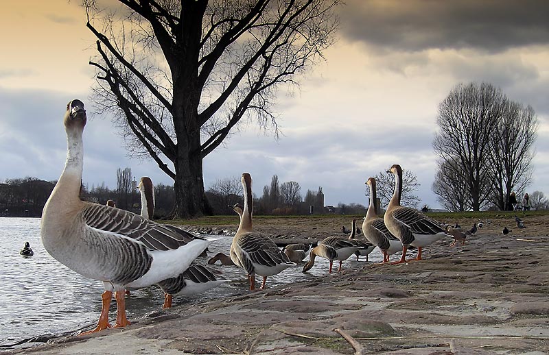 Die Gänsen.