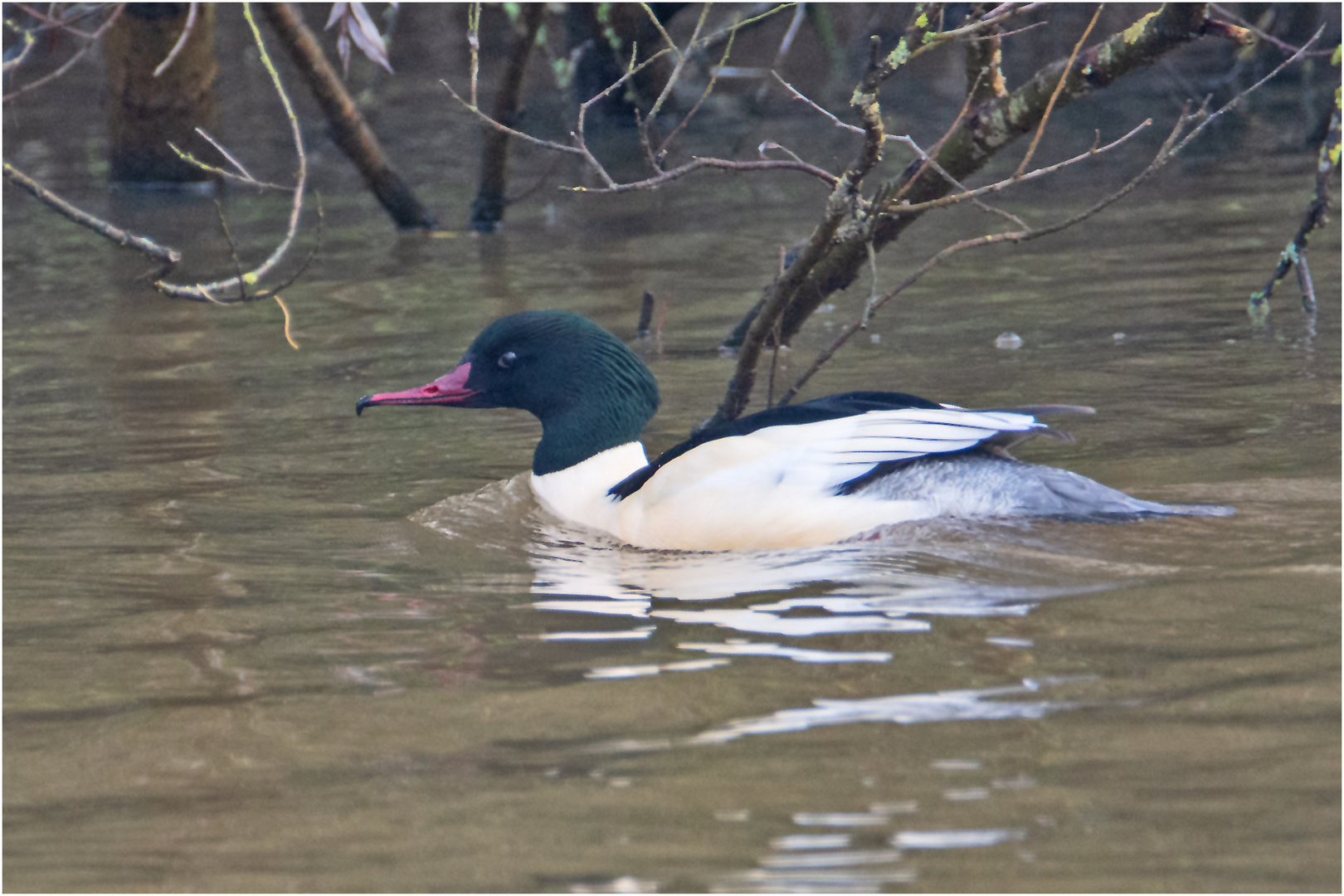 Die Gänsesäger (Mergus merganser) . . .