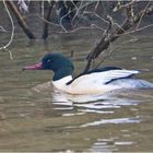 Die Gänsesäger (Mergus merganser) . . .