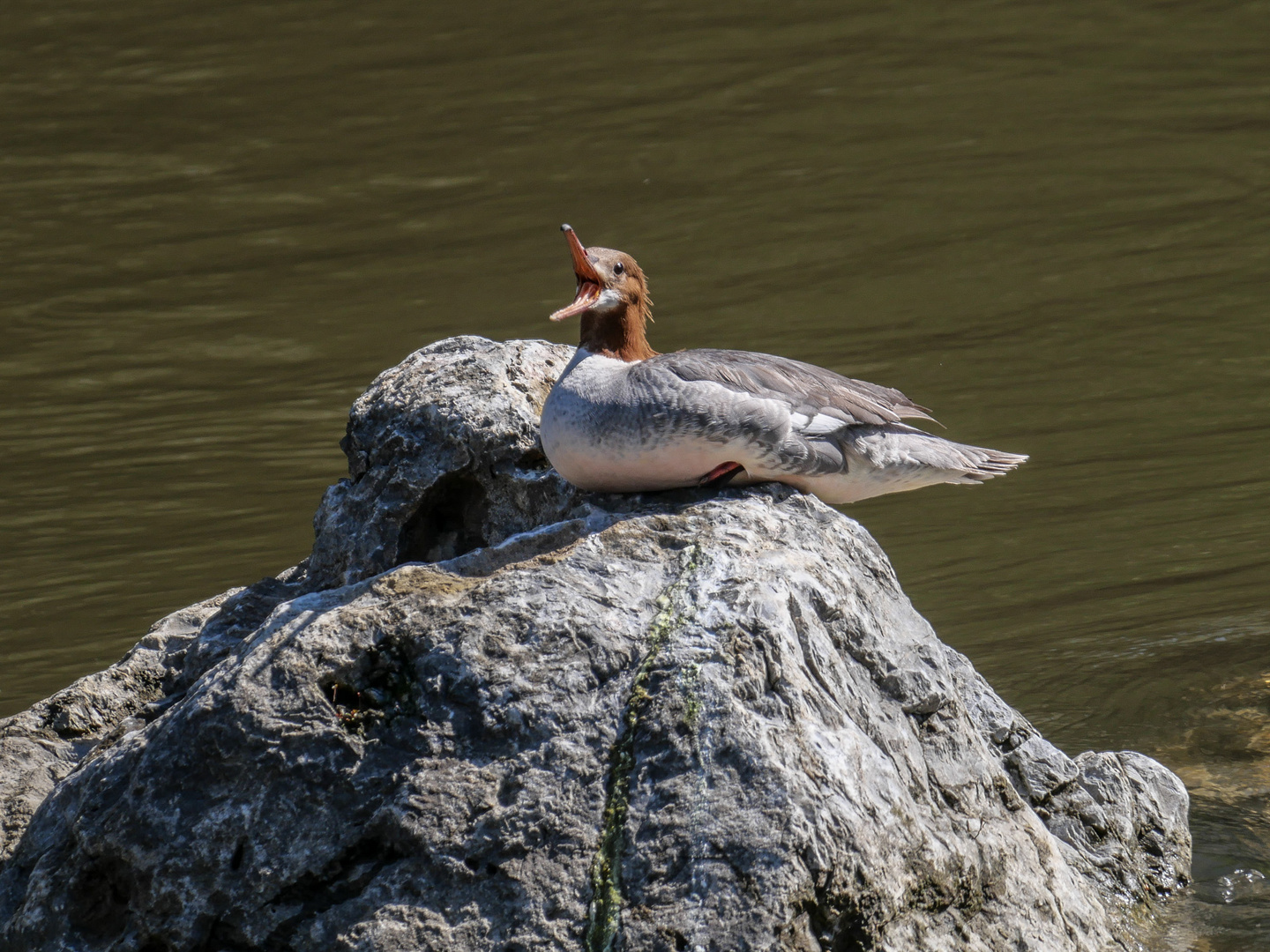 Die Gänsesägerin