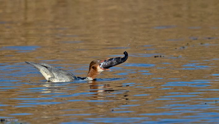Die Gänsesägerin ....
