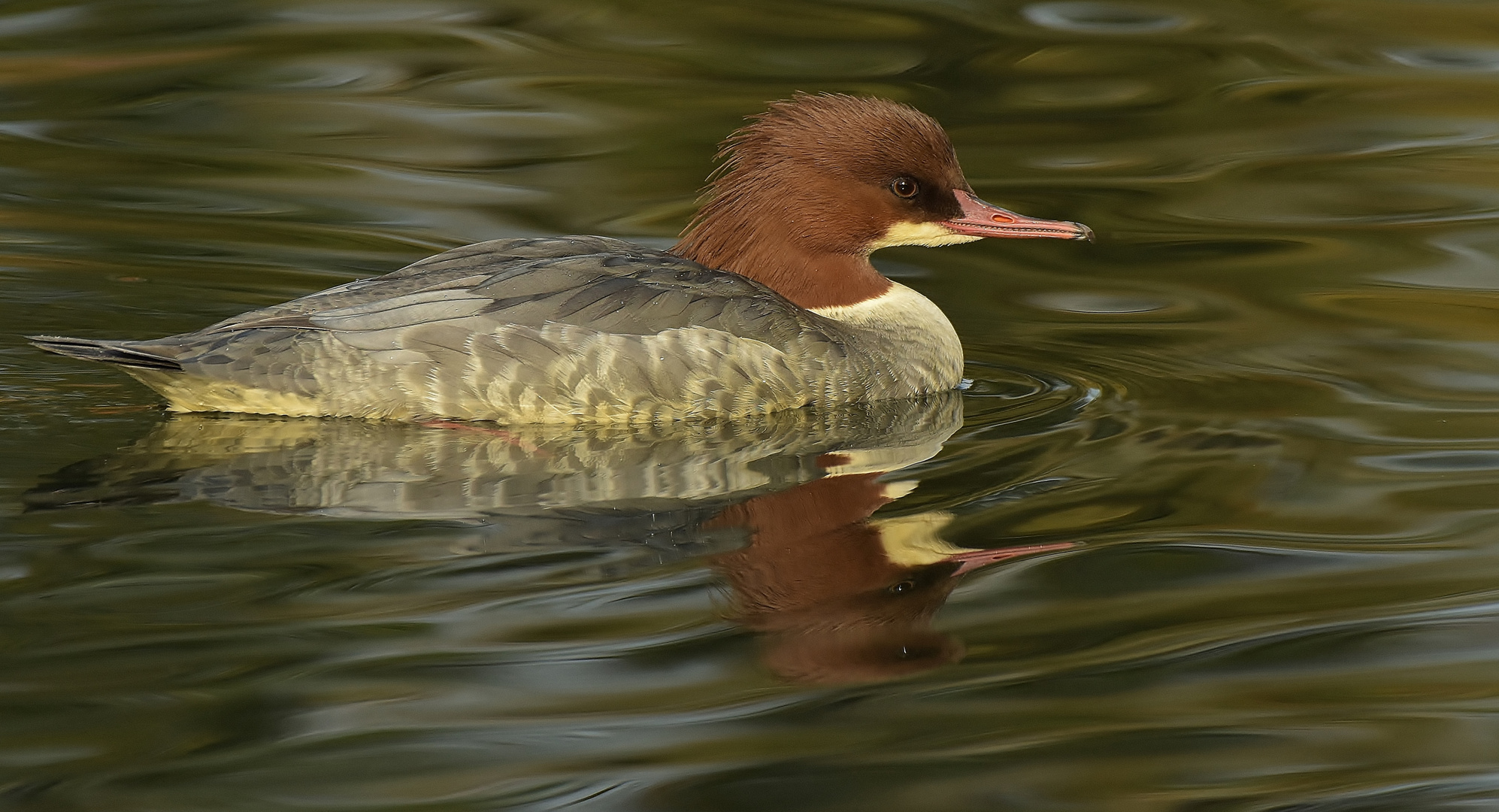 Die Gänsesägerin im schön gewellten Wasser