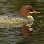 Die Gänsesägerin im schön gewellten Wasser