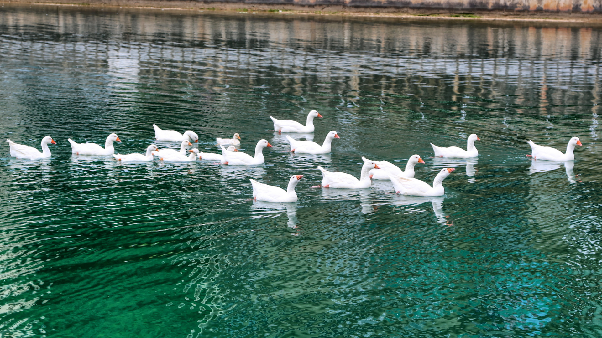 Die Gänseschar