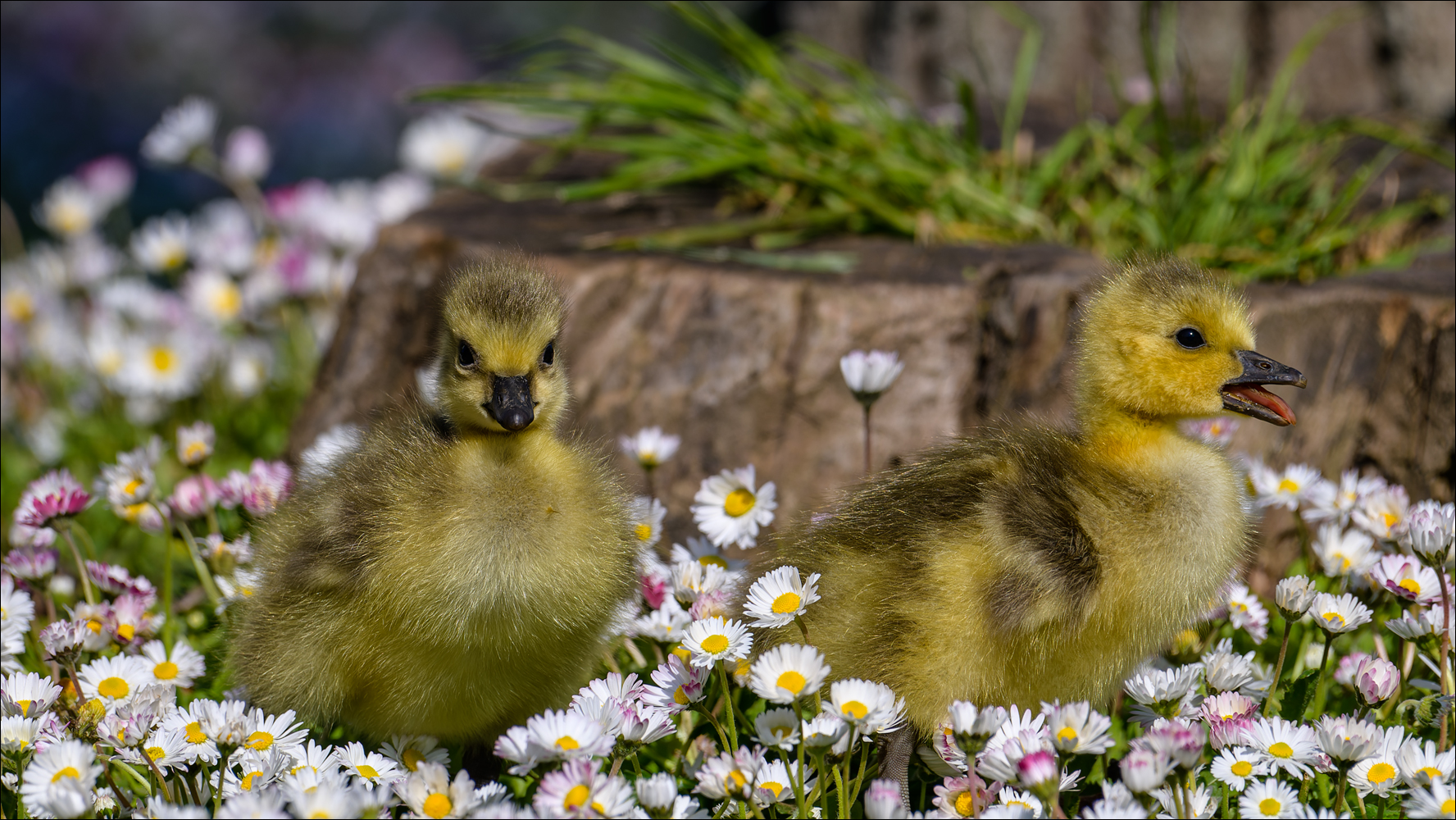 Die Gänslinge