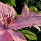 Die Gärten blühen auf Hochtouren: Clematis