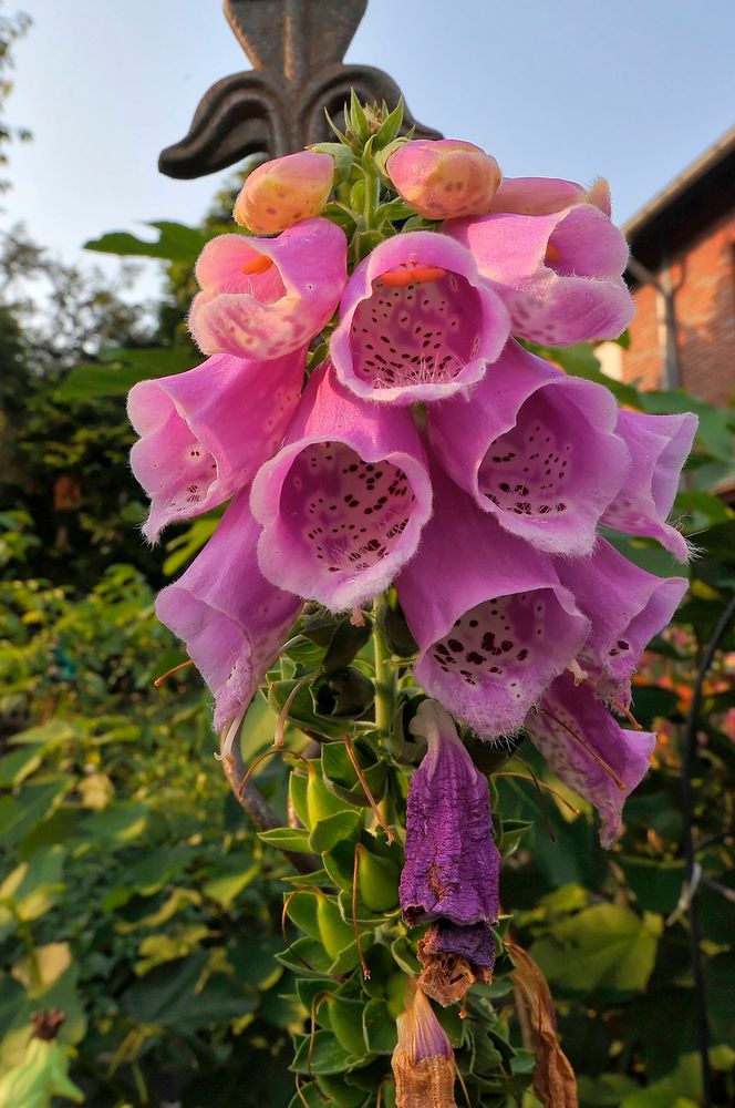 Die Gärten blühen auf Hochtouren: Digitalis (Fingerhut)