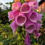 Die Gärten blühen auf Hochtouren: Digitalis (Fingerhut)