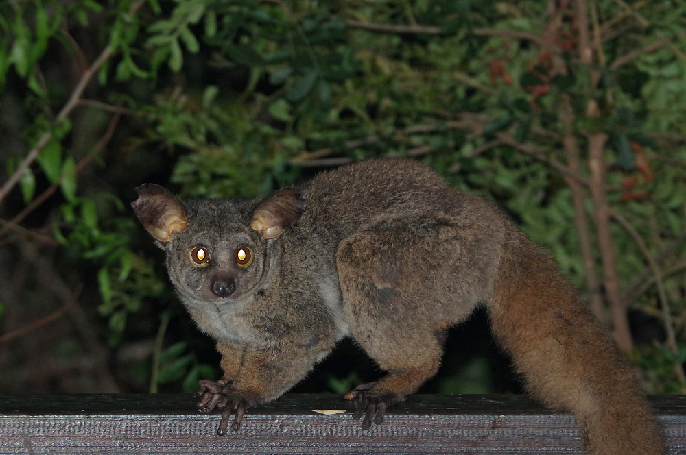 Die Galagos, auch Buschbabys genannt, sind eine Primatenfamilie