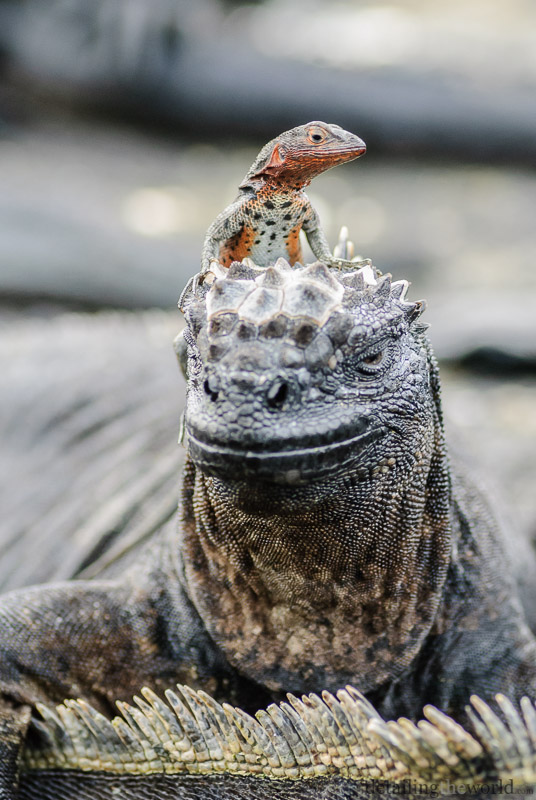 Die Galapagos Stadtmusikanten