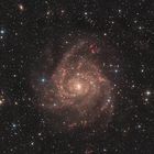 Die Galaxie IC342 im Sternbild Camelopardalis