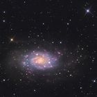 Die Galaxie NGC2403 im Sternbild Giraffe