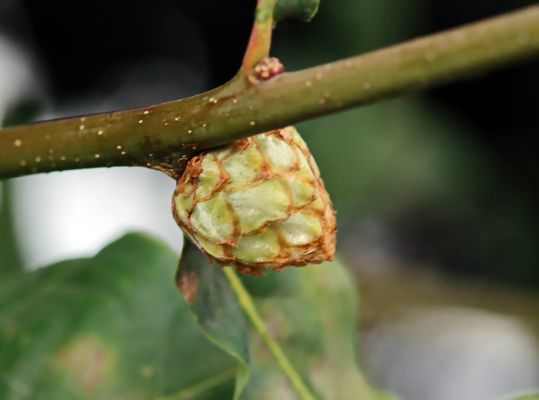 die "Galle" der Eichenrosengallwespe