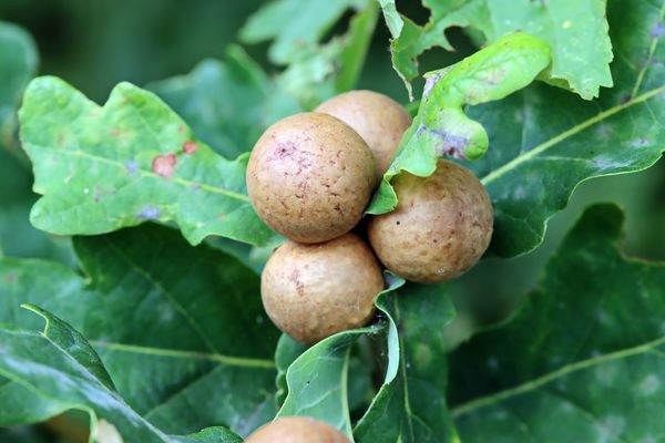 die "Galle" der Schwammkugelgallwespe