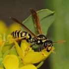 Die Gallische Feldwespe (Polistes dominulus) an einer Kohlblüte