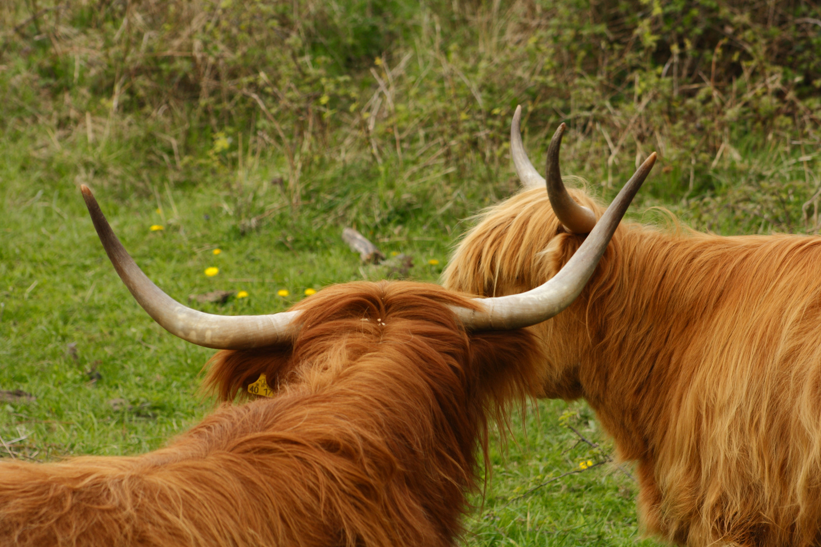 Die Galloways von Holnis