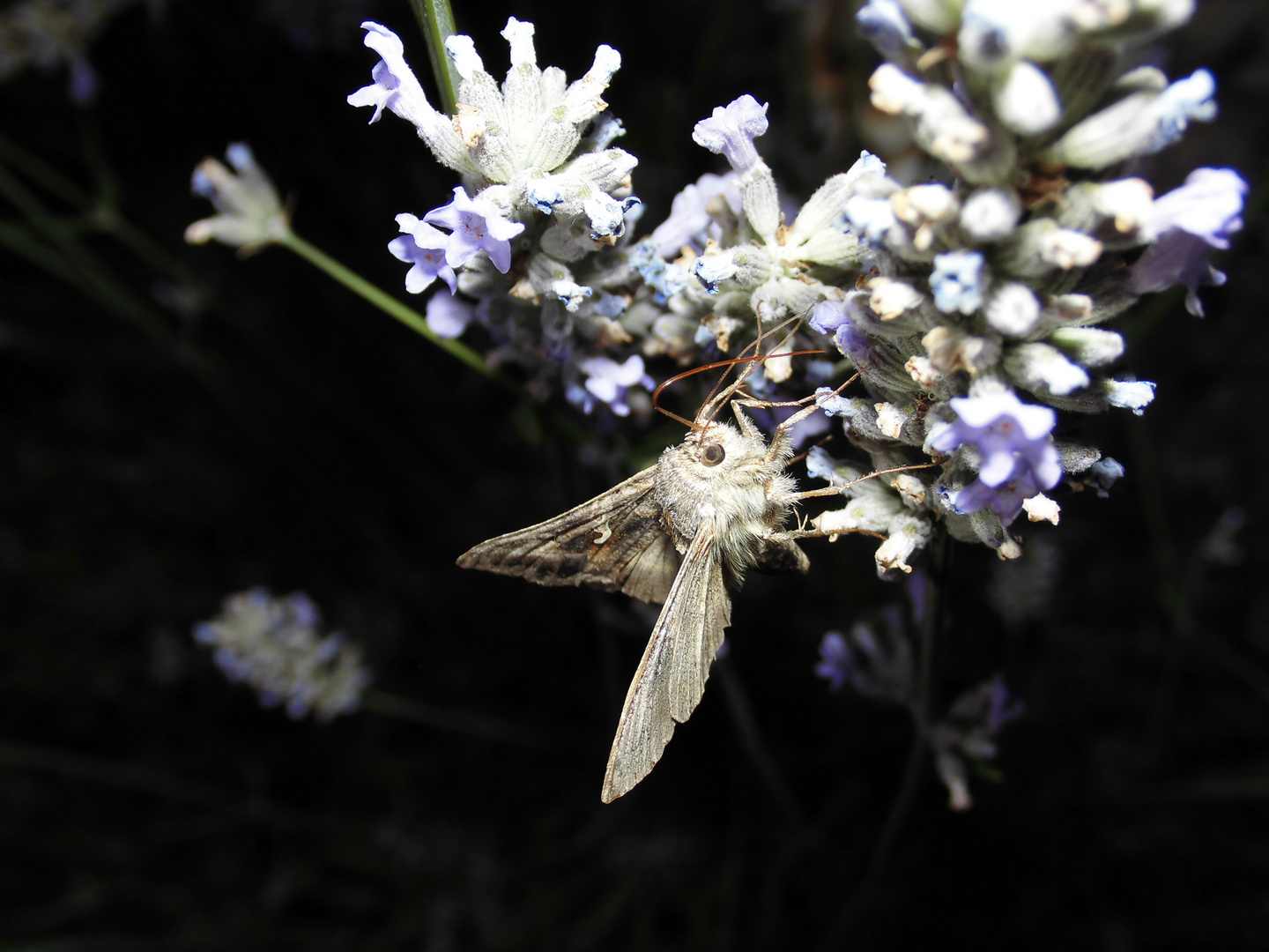 Die Gammaeule (Autographa gamma)