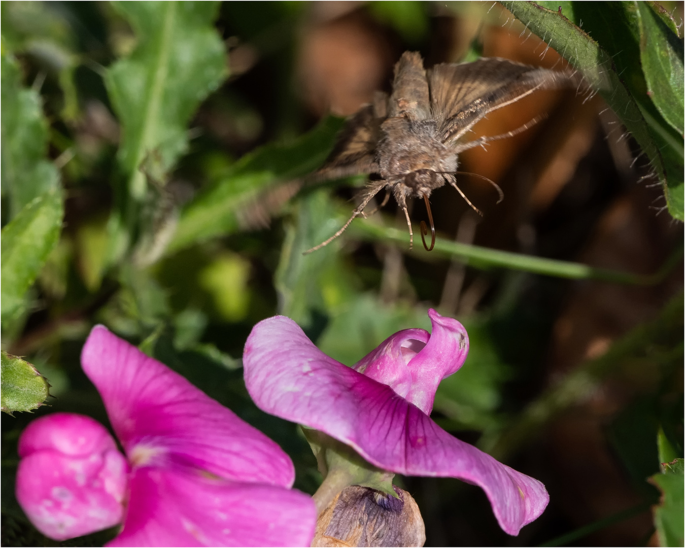 Die Gammaeule - Autographa gamma -   .....