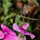 Die Gammaeule - Autographa gamma -   .....