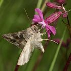 Die Gammaeule (Autographa gamma) ...