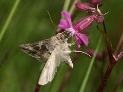 Die Gammaeule (Autographa gamma) ...