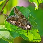 Die Gammaeule (Autographa gamma) bekommt man . . .