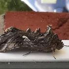  Die Gammaeule (Autographa gamma)