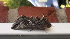  Die Gammaeule (Autographa gamma)