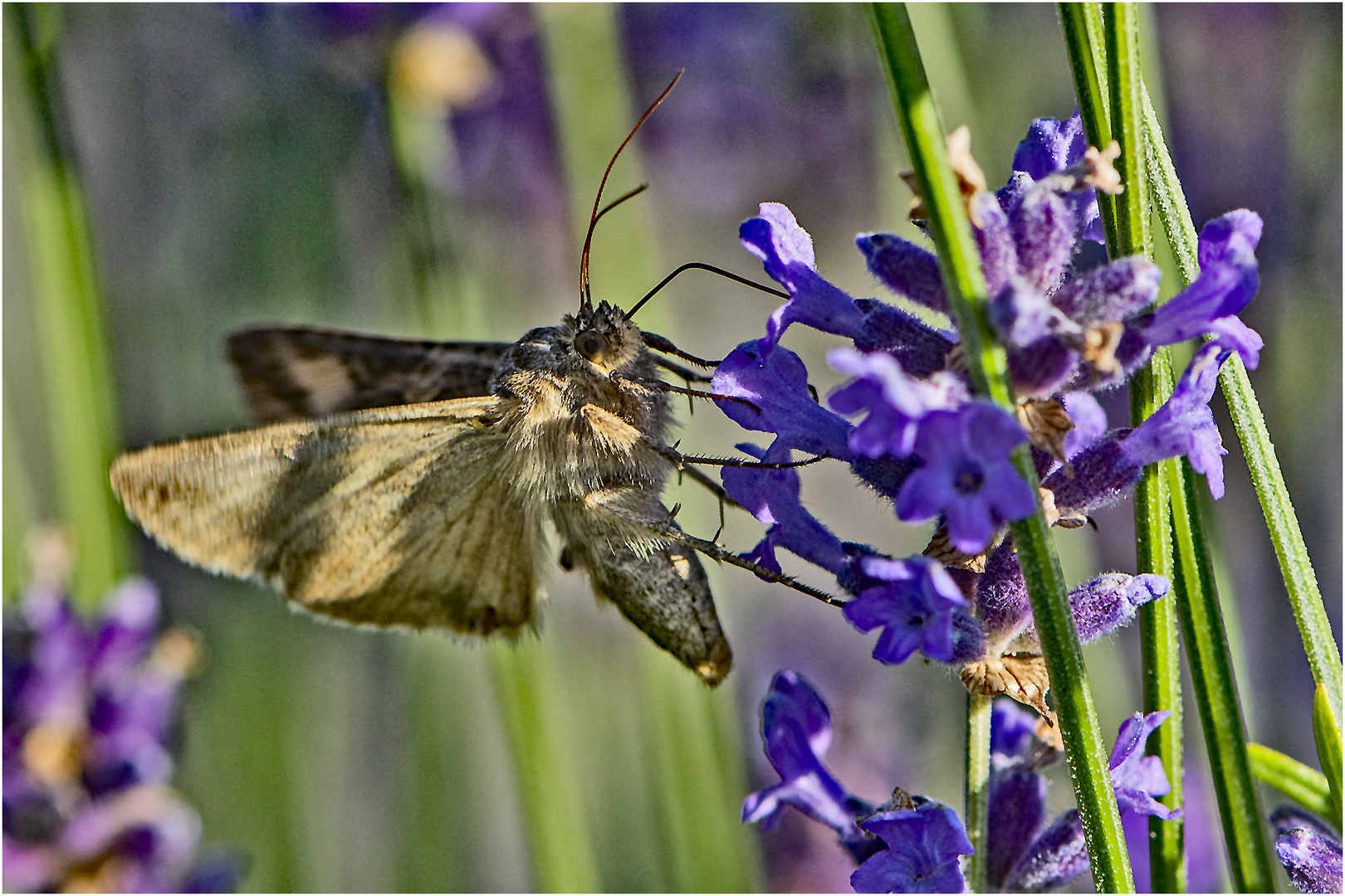 Die Gammaeule (Autographa gamma) ist . . .