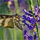 Die Gammaeule (Autographa gamma) ist . . .