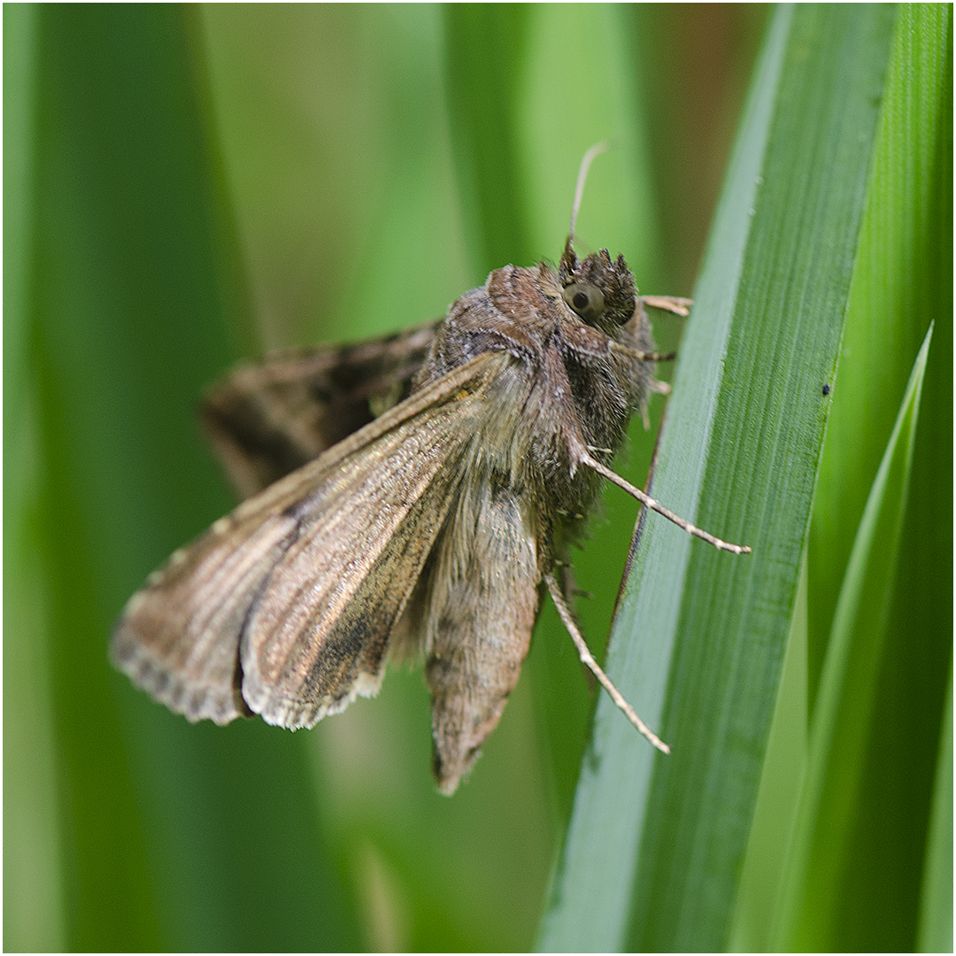 Die Gammaeule (Autographa gamma) ist . . .