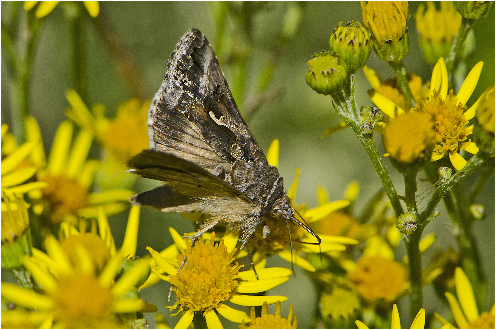 Die Gammaeule (Autographa gamma) neigt dazu . . .