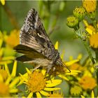 Die Gammaeule (Autographa gamma) neigt dazu . . .