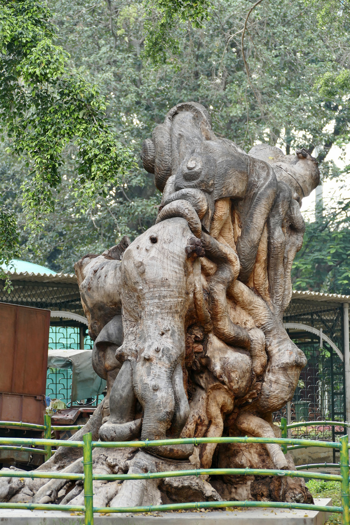 Die Ganesh-Baumwurzel in Bangalore / Indien