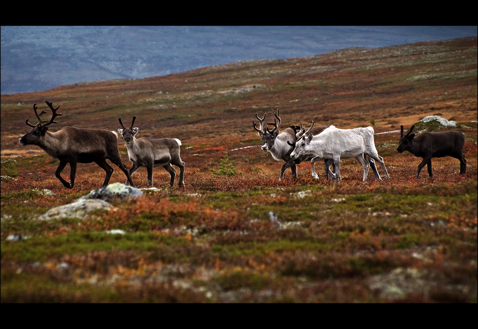 die Gang vom Fjäll