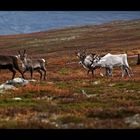 die Gang vom Fjäll