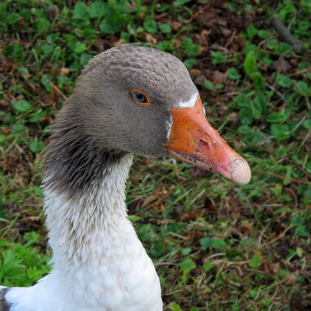Die Gans Foto &amp; Bild | tiere, haustiere, vögel Bilder auf fotocommunity