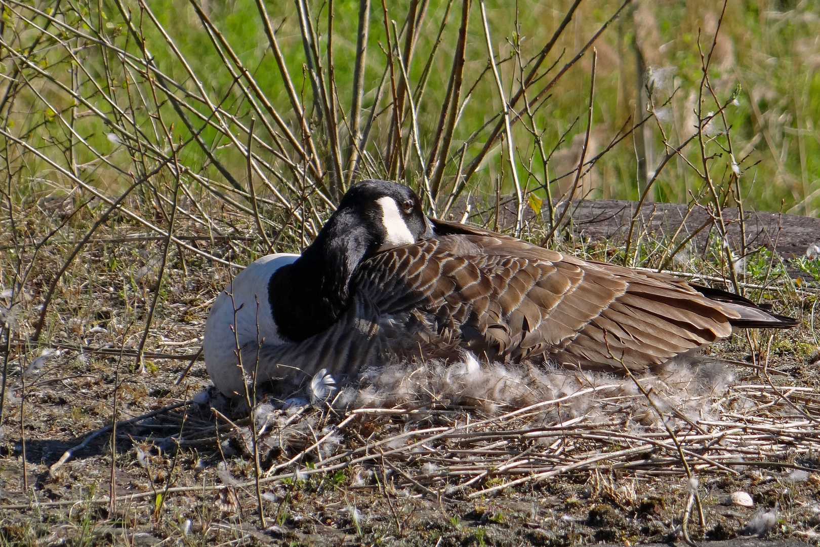 die Gans 