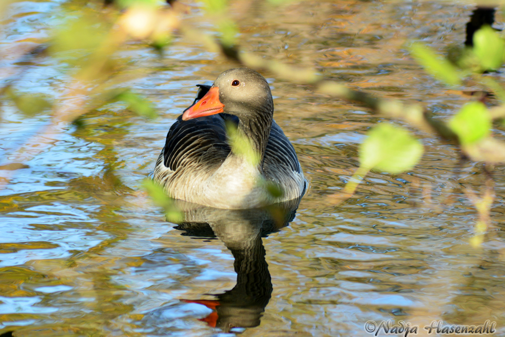 Die Gans 