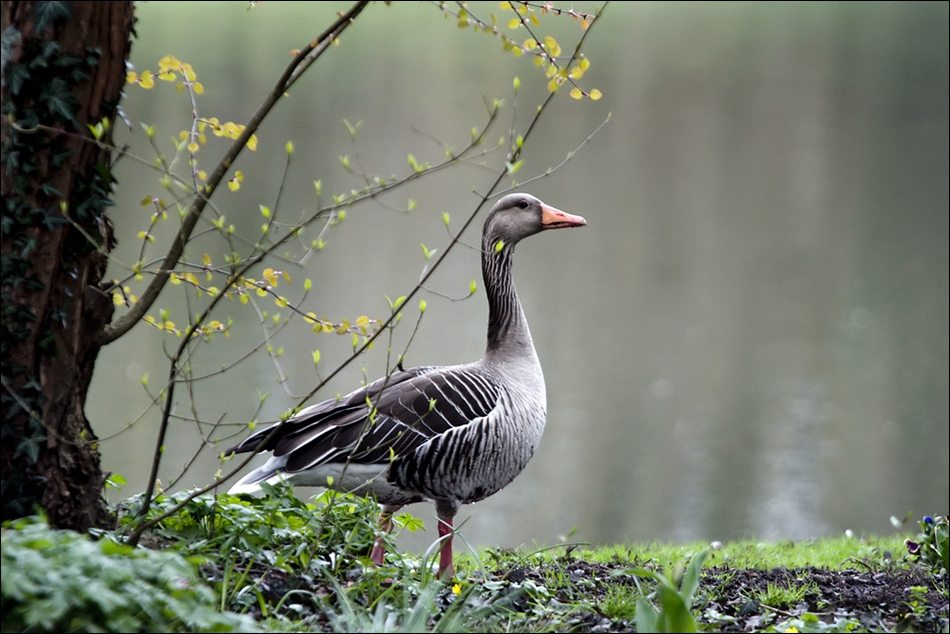 die Gans